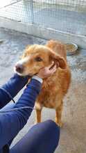 JERRY, Hund, Mischlingshund in Italien