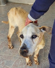FREDDY, Hund, Mischlingshund in Italien