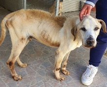 FREDDY, Hund, Mischlingshund in Italien - Bild 2