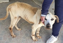 FREDDY, Hund, Mischlingshund in Italien - Bild 3