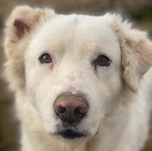 GISMO, Hund, Mischlingshund in Griechenland - Bild 1