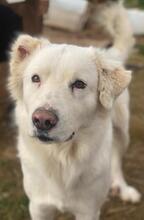 GISMO, Hund, Mischlingshund in Griechenland - Bild 10