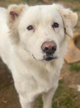 GISMO, Hund, Mischlingshund in Griechenland - Bild 3