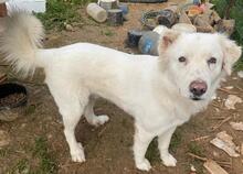 GISMO, Hund, Mischlingshund in Griechenland - Bild 4