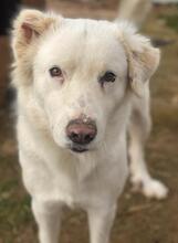GISMO, Hund, Mischlingshund in Griechenland - Bild 6