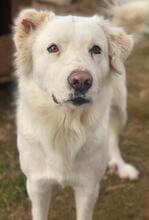 GISMO, Hund, Mischlingshund in Griechenland - Bild 7
