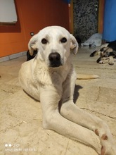 SAMANTHA, Hund, Mischlingshund in Italien