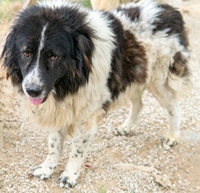 FREEDOM, Hund, Mischlingshund in Griechenland - Bild 3