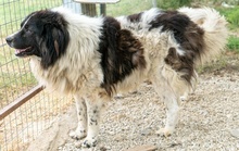 FREEDOM, Hund, Mischlingshund in Griechenland - Bild 4