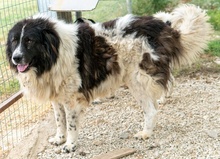 FREEDOM, Hund, Mischlingshund in Griechenland - Bild 5