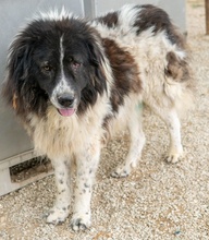 FREEDOM, Hund, Mischlingshund in Griechenland - Bild 7
