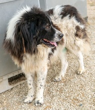 FREEDOM, Hund, Mischlingshund in Griechenland - Bild 8