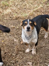 TOTO, Hund, Mischlingshund in Italien - Bild 5