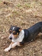 TOTO, Hund, Mischlingshund in Italien - Bild 7