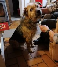 CLIFF, Hund, Mischlingshund in Linsengericht - Bild 13
