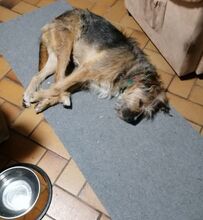 CLIFF, Hund, Mischlingshund in Linsengericht - Bild 15