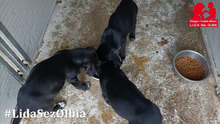 HOUSTON, Hund, Mischlingshund in Italien - Bild 20