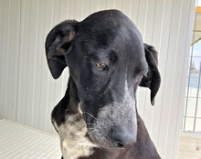 HOUSTON, Hund, Mischlingshund in Italien - Bild 29