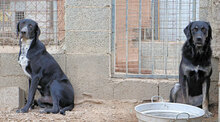 HOUSTON, Hund, Mischlingshund in Italien - Bild 3