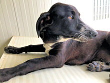 HOUSTON, Hund, Mischlingshund in Italien - Bild 30