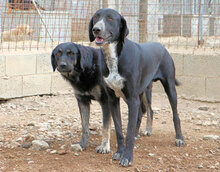 HOUSTON, Hund, Mischlingshund in Italien - Bild 5