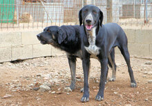 HOUSTON, Hund, Mischlingshund in Italien - Bild 6