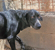 HOUSTON, Hund, Mischlingshund in Italien - Bild 9