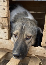 JACE, Hund, Mischlingshund in Griechenland - Bild 4