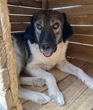 JACE, Hund, Mischlingshund in Griechenland - Bild 7