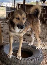 KIMBLE, Hund, Mischlingshund in Griechenland - Bild 11