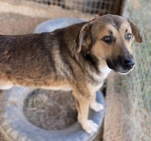 KIMBLE, Hund, Mischlingshund in Griechenland - Bild 5