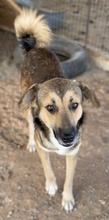 KIMBLE, Hund, Mischlingshund in Griechenland - Bild 7