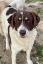 LUBOMIR, Hund, Mischlingshund in Griechenland - Bild 10