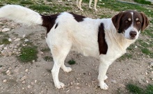 LUBOMIR, Hund, Mischlingshund in Griechenland - Bild 12