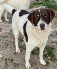 LUBOMIR, Hund, Mischlingshund in Griechenland - Bild 13