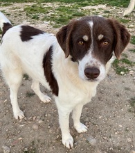 LUBOMIR, Hund, Mischlingshund in Griechenland - Bild 14