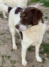 LUBOMIR, Hund, Mischlingshund in Griechenland - Bild 15