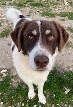 LUBOMIR, Hund, Mischlingshund in Griechenland - Bild 17