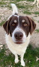 LUBOMIR, Hund, Mischlingshund in Griechenland - Bild 19