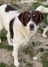 LUBOMIR, Hund, Mischlingshund in Griechenland - Bild 2