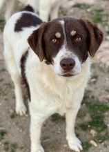 LUBOMIR, Hund, Mischlingshund in Griechenland - Bild 3