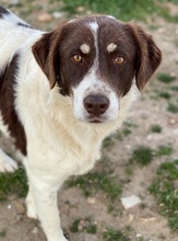 LUBOMIR, Hund, Mischlingshund in Griechenland - Bild 4
