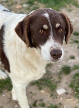 LUBOMIR, Hund, Mischlingshund in Griechenland - Bild 8