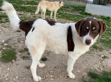 LUBOMIR, Hund, Mischlingshund in Griechenland - Bild 9
