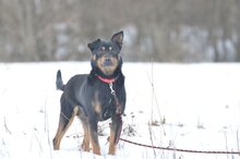 , Hund, Deutscher Schäferhund in Polen - Bild 1