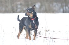 , Hund, Deutscher Schäferhund in Polen - Bild 5