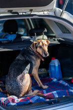 MAIKI, Hund, Mischlingshund in Bulgarien - Bild 3