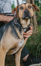 MAIKI, Hund, Mischlingshund in Bulgarien - Bild 6