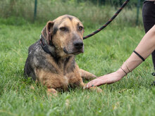 MAIKI, Hund, Mischlingshund in Bulgarien - Bild 7