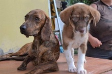 BLAKE, Hund, Mischlingshund in Griechenland - Bild 2